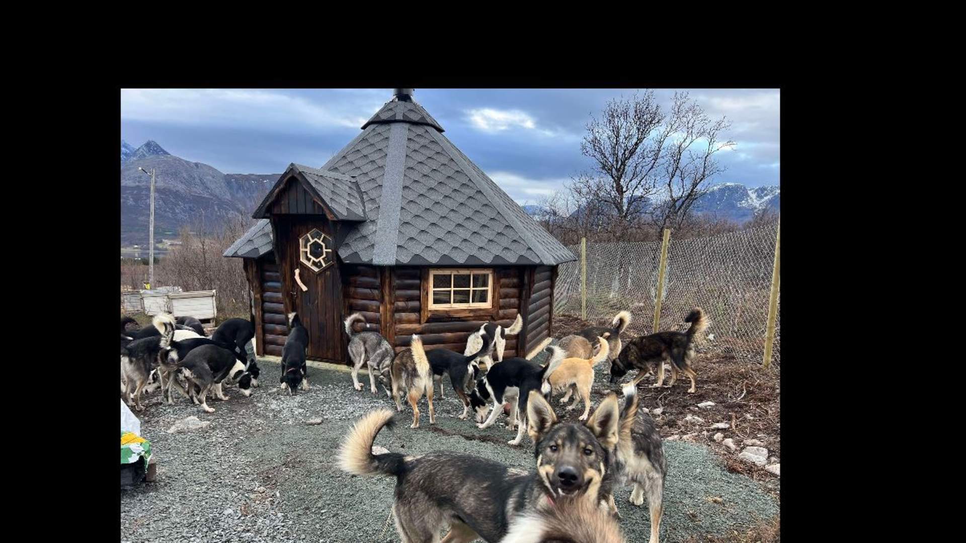 Visit our dogs and have some fun outside - Lyngen Safari
