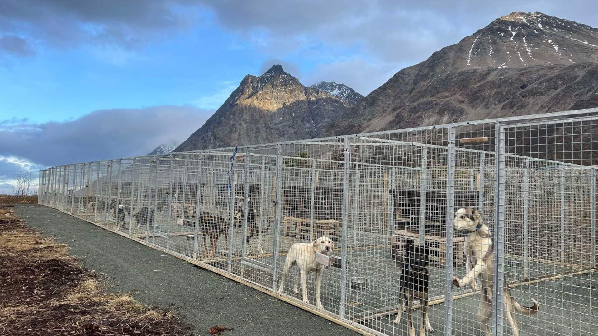 Visit our dogs and have some fun outside - Lyngen Safari