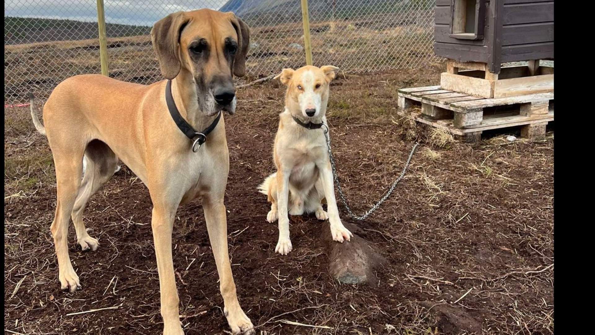 Visit our dogs and have some fun outside - Lyngen Safari