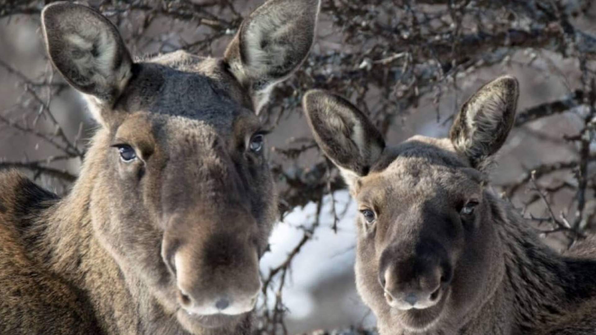 Wild Moose Safari