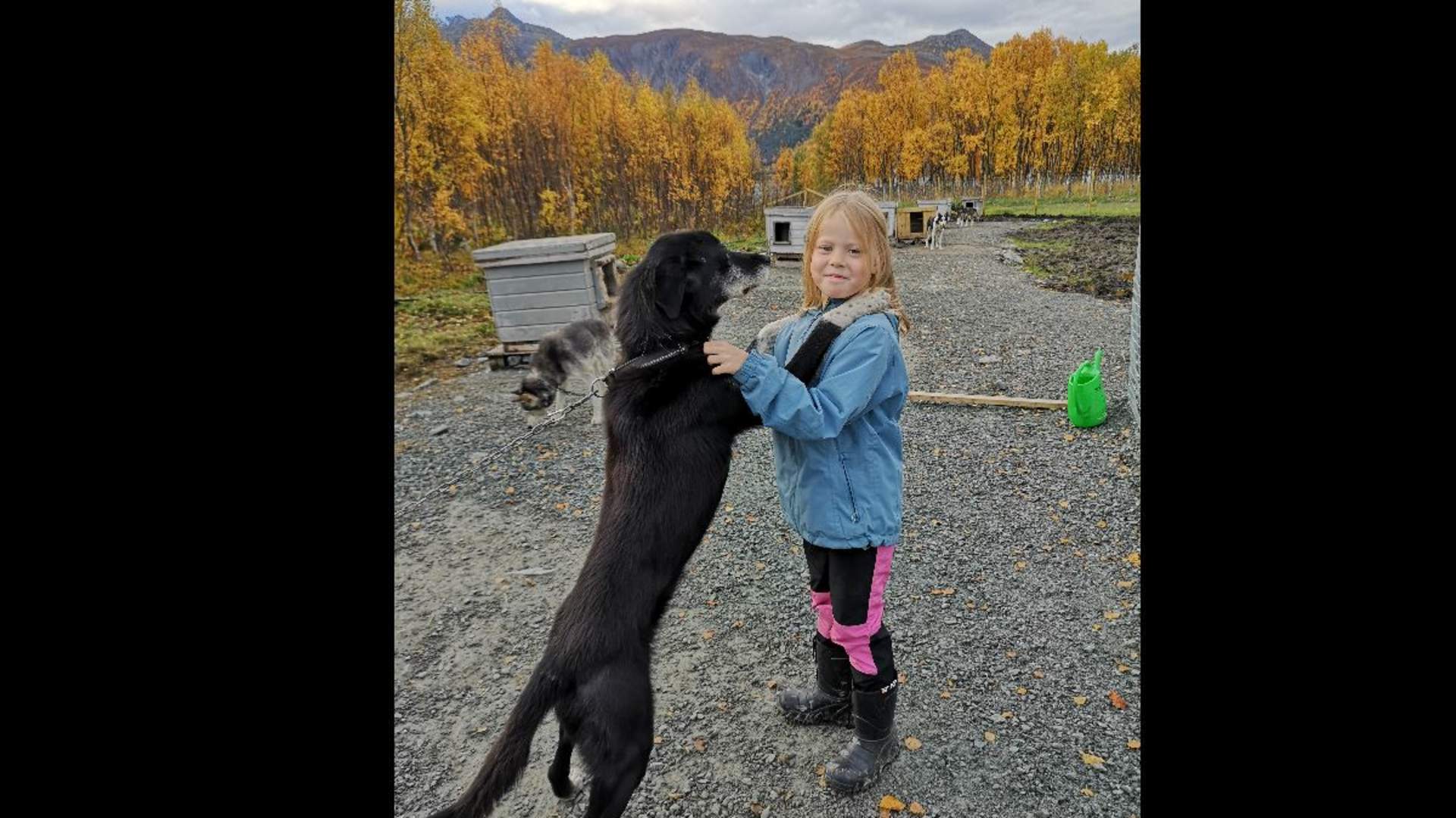 Visit our dogs and have some fun outside - Lyngen Safari