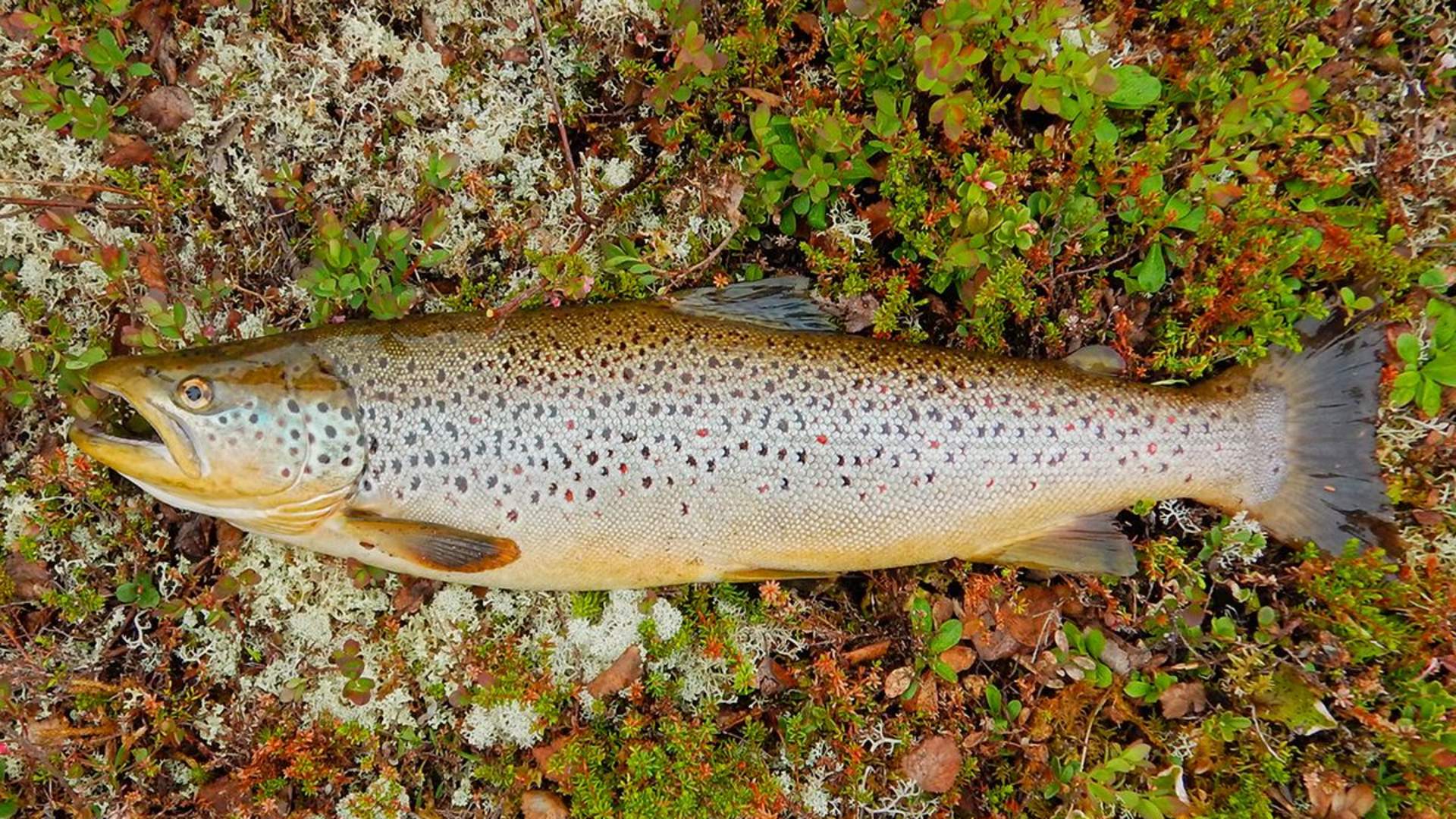 Ferskvannsfiske - privat tur