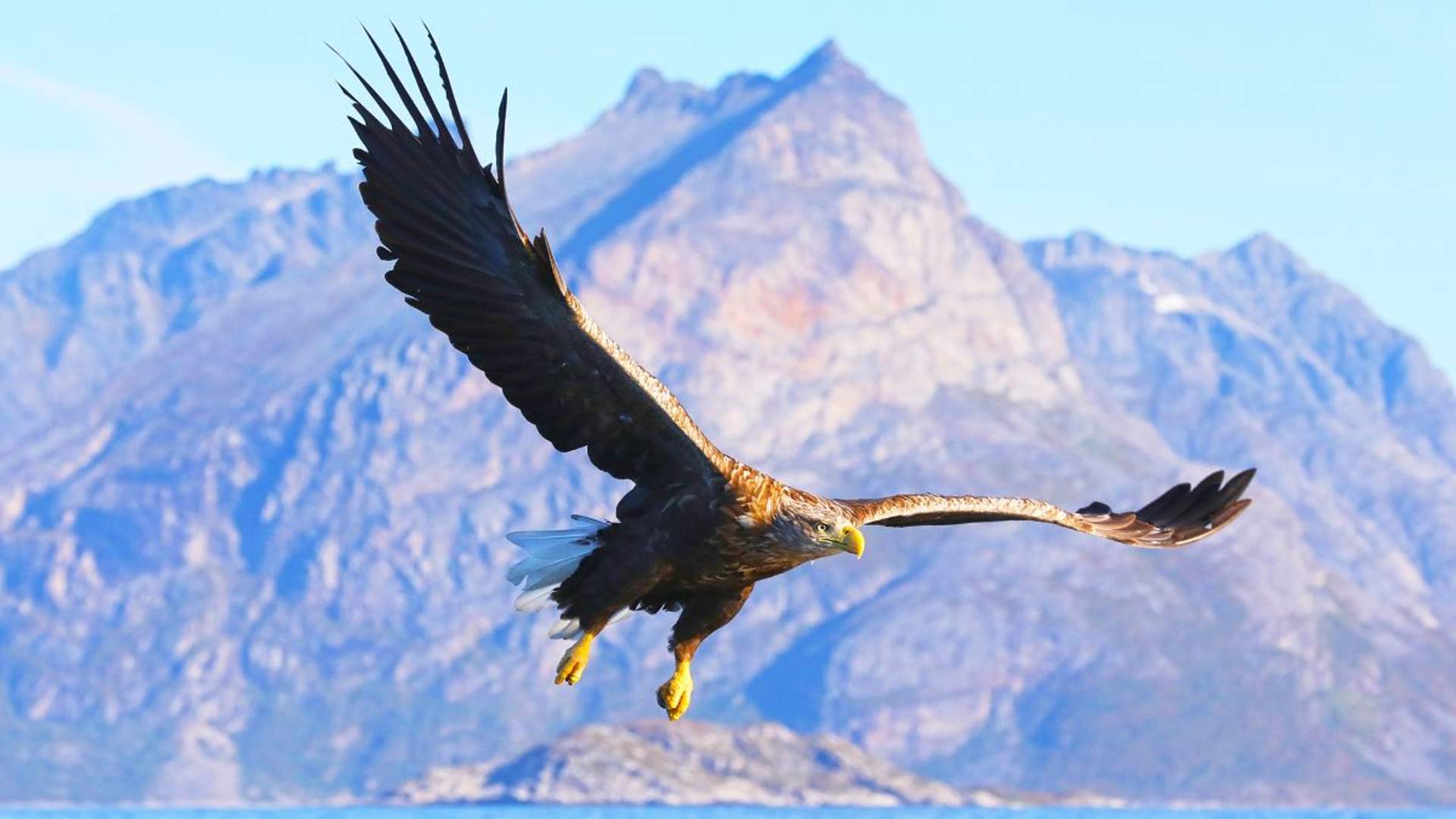 Wildlife Fjord Cruise &#8211; private trip