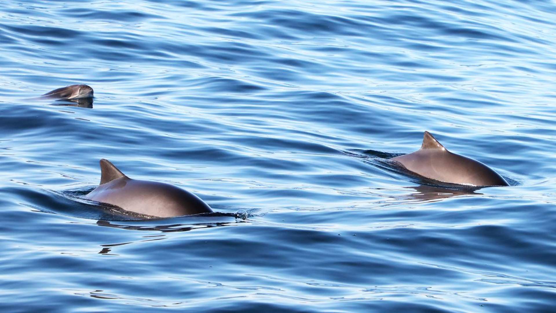 Wildlife Fjord Cruise &#8211; private trip