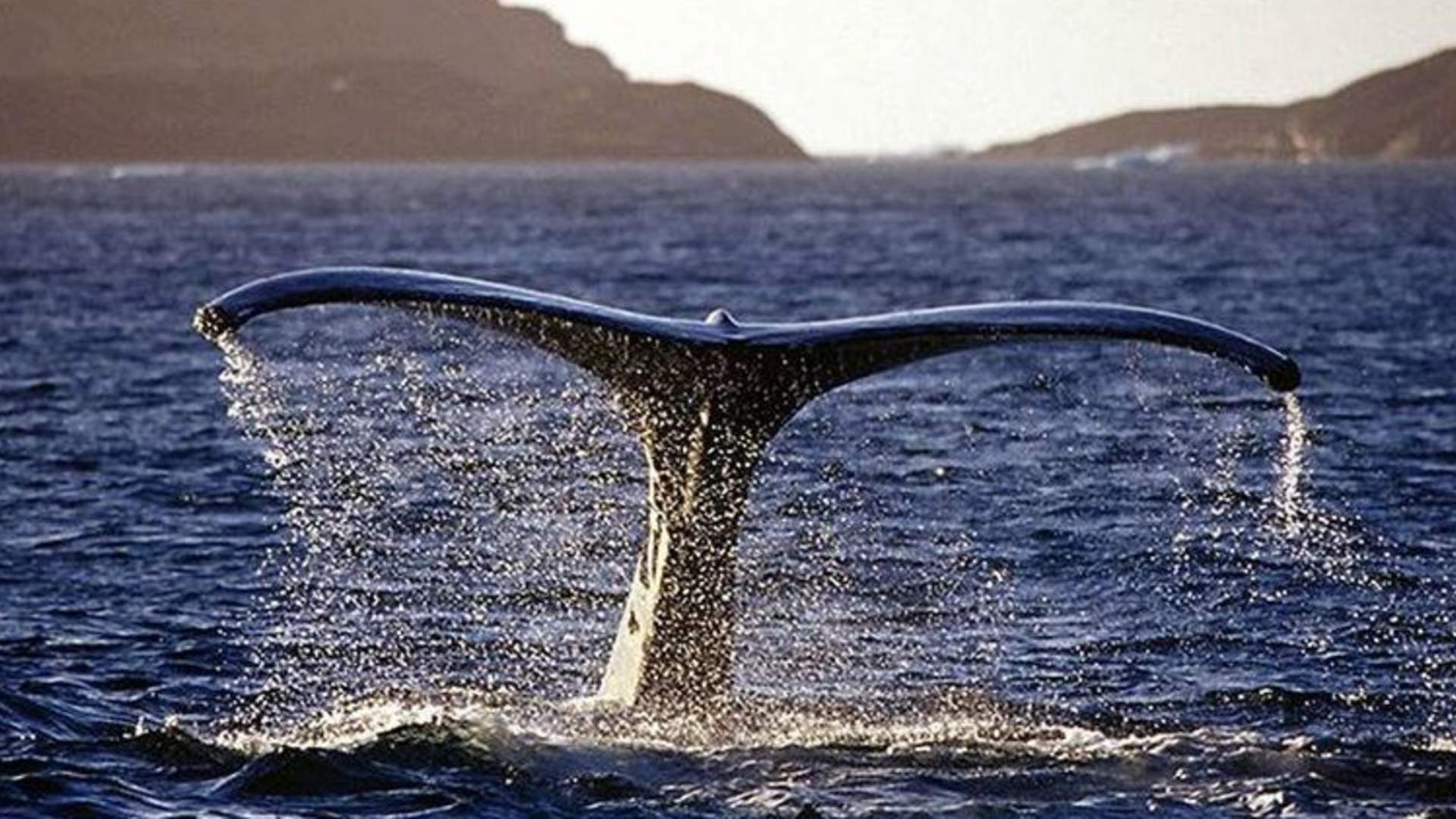 Whalesafari - Lyngen Experience
