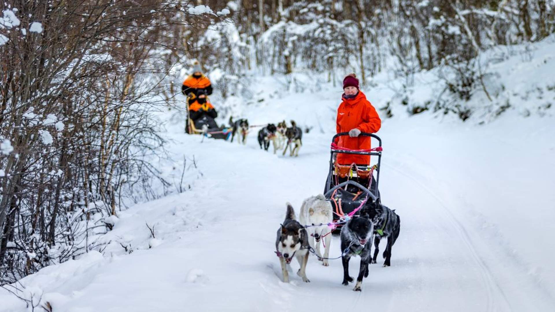 Hundesledeopplevelse ettermiddag - Inkludert Transport