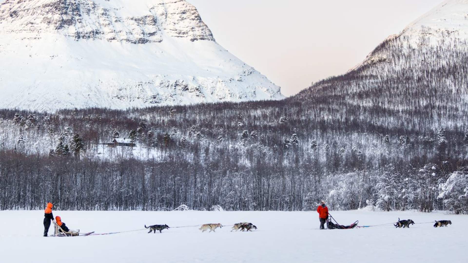 Hundesledeopplevelse ettermiddag - Ekskludert Transport
