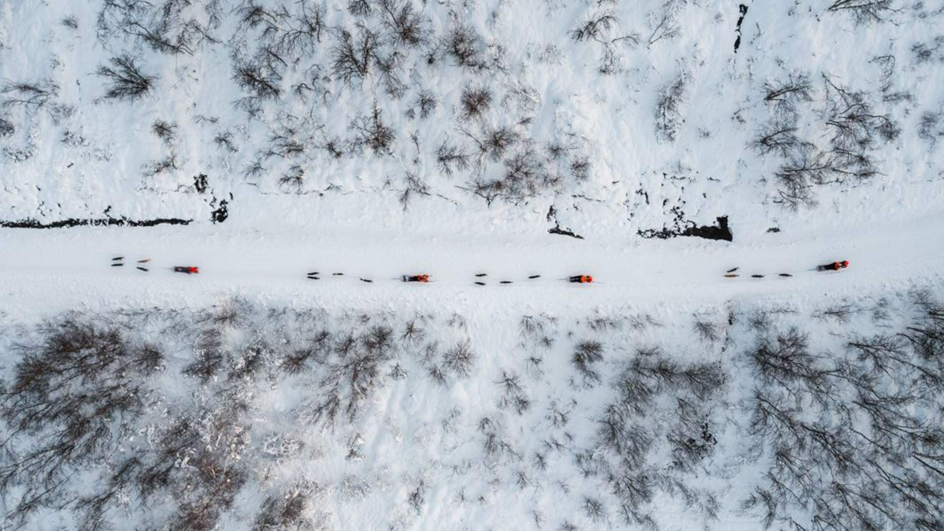 Hundesledeopplevelse ettermiddag - Ekskludert Transport