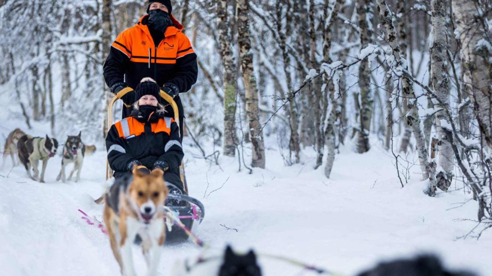Hundesledeopplevelse ettermiddag - Ekskludert Transport
