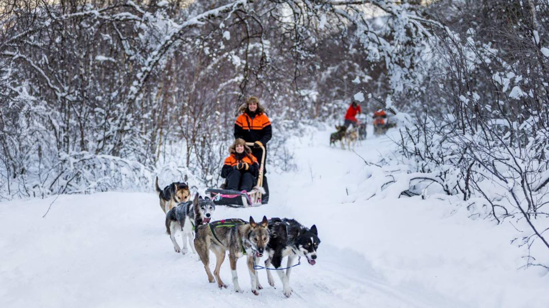 Hundesledeopplevelse ettermiddag - Ekskludert Transport