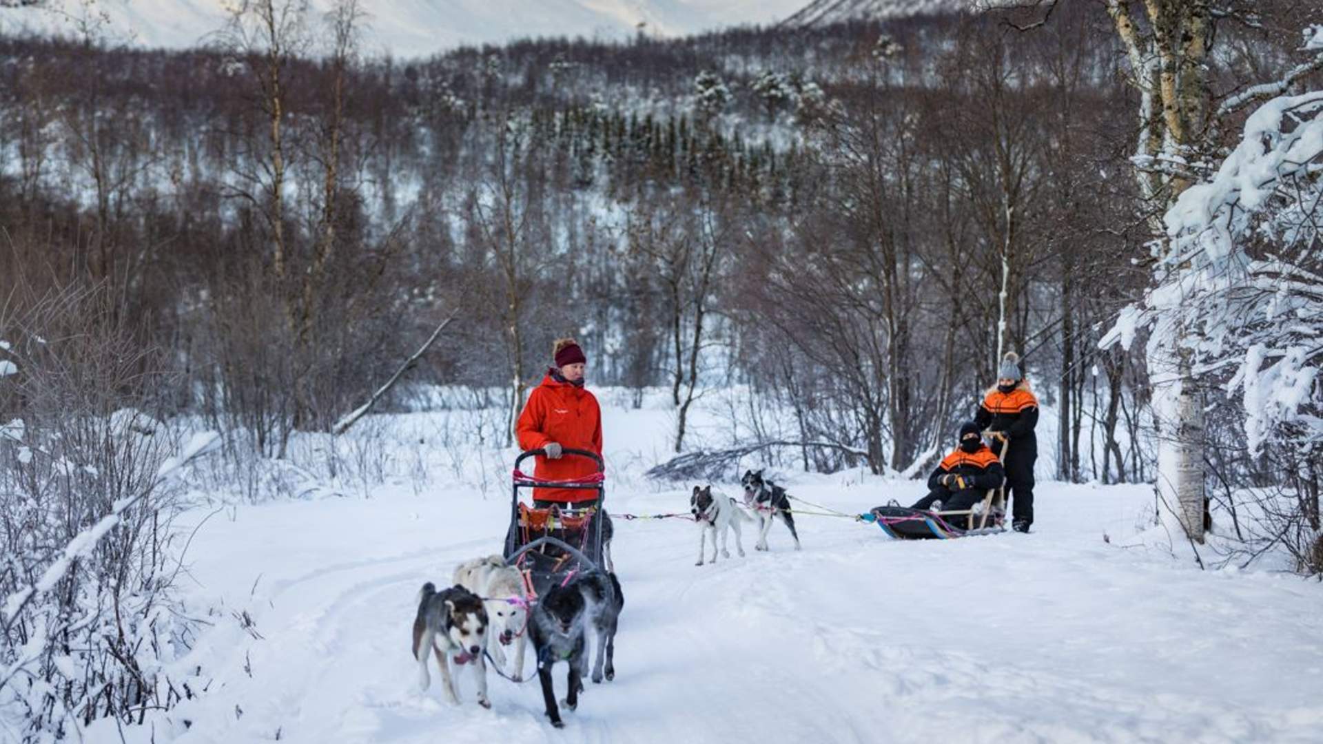 Hundesledeopplevelse ettermiddag - Ekskludert Transport