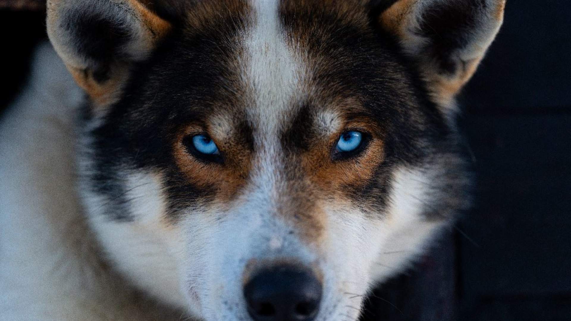Hundesledeopplevelse ettermiddag - Ekskludert Transport