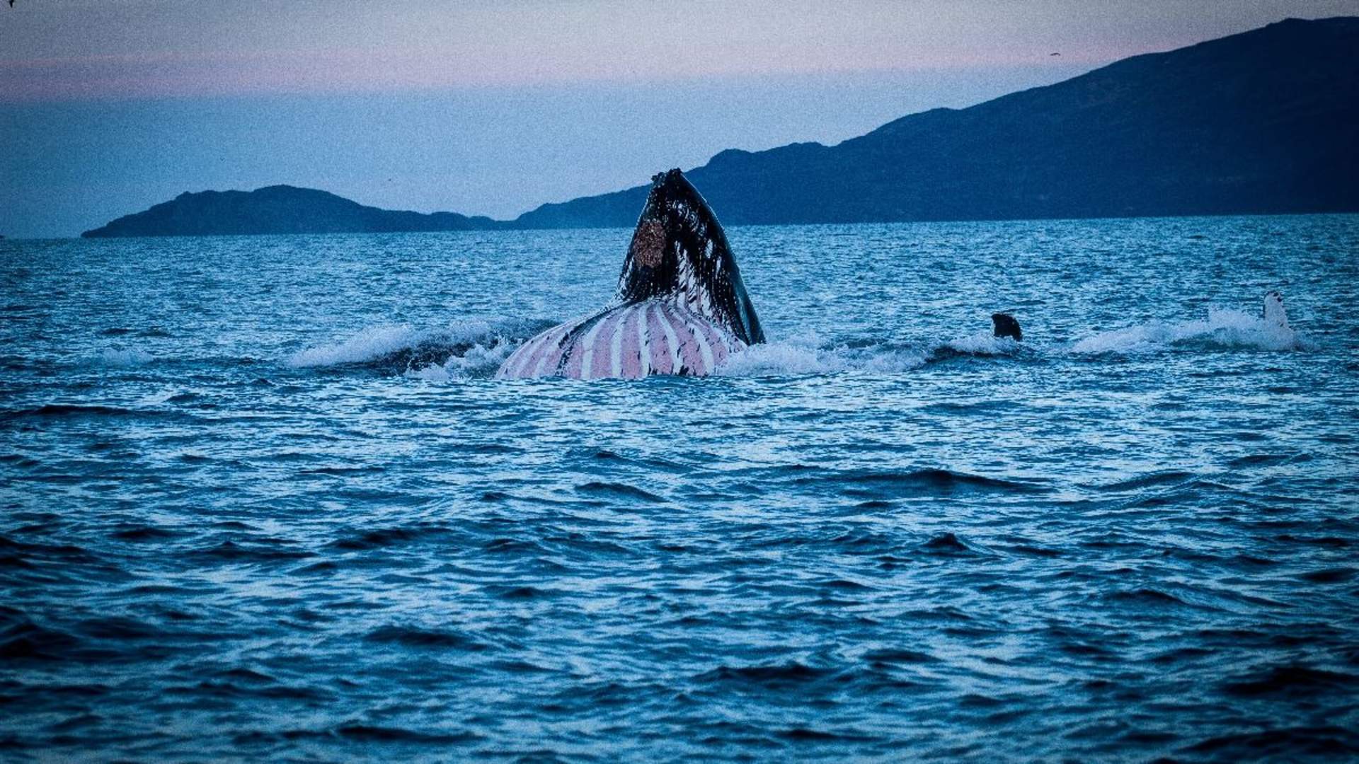 Whale safari from Skjervøy - Dervola Adventure