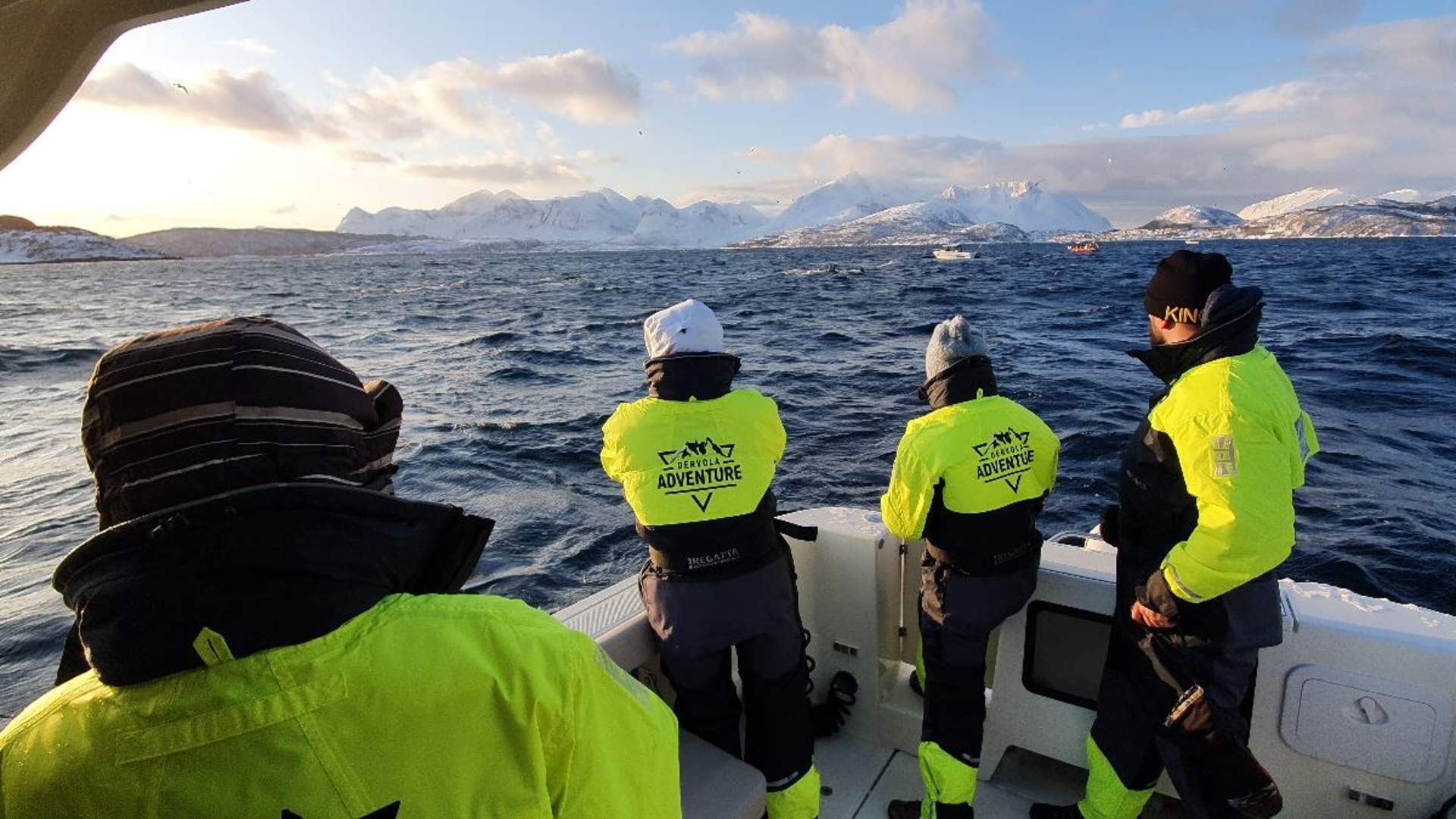 Whale safari from Skjervøy - Dervola Adventure