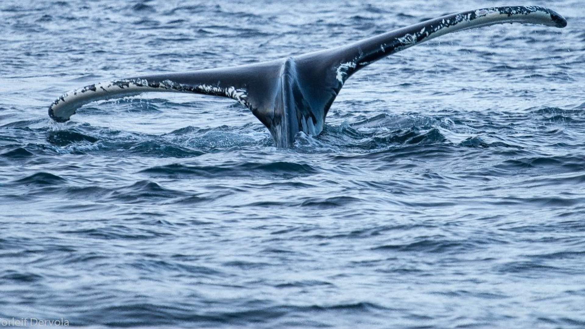 Whale safari from Skjervøy - Dervola Adventure