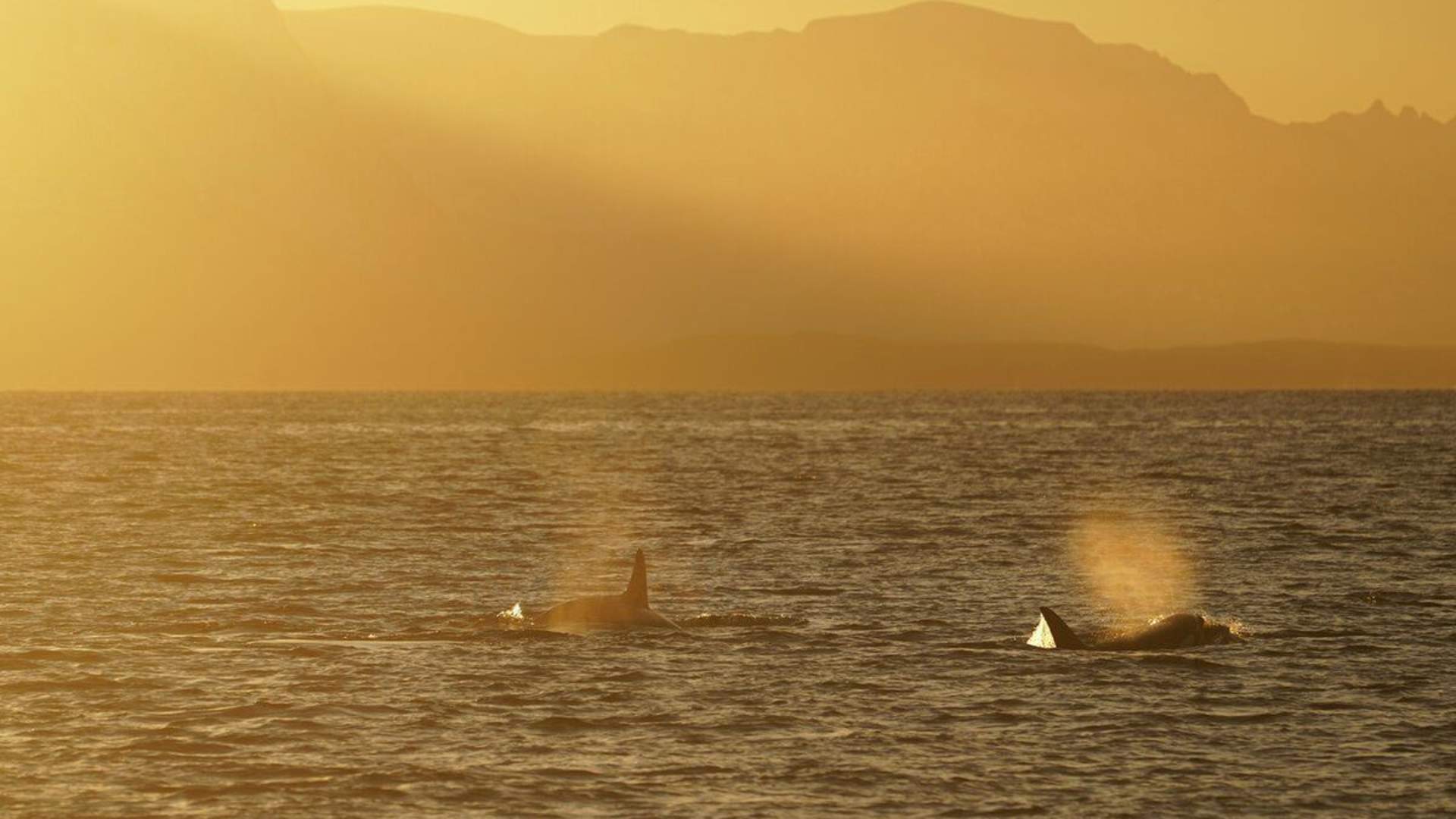 Whale & Arctic Wildlife Safari