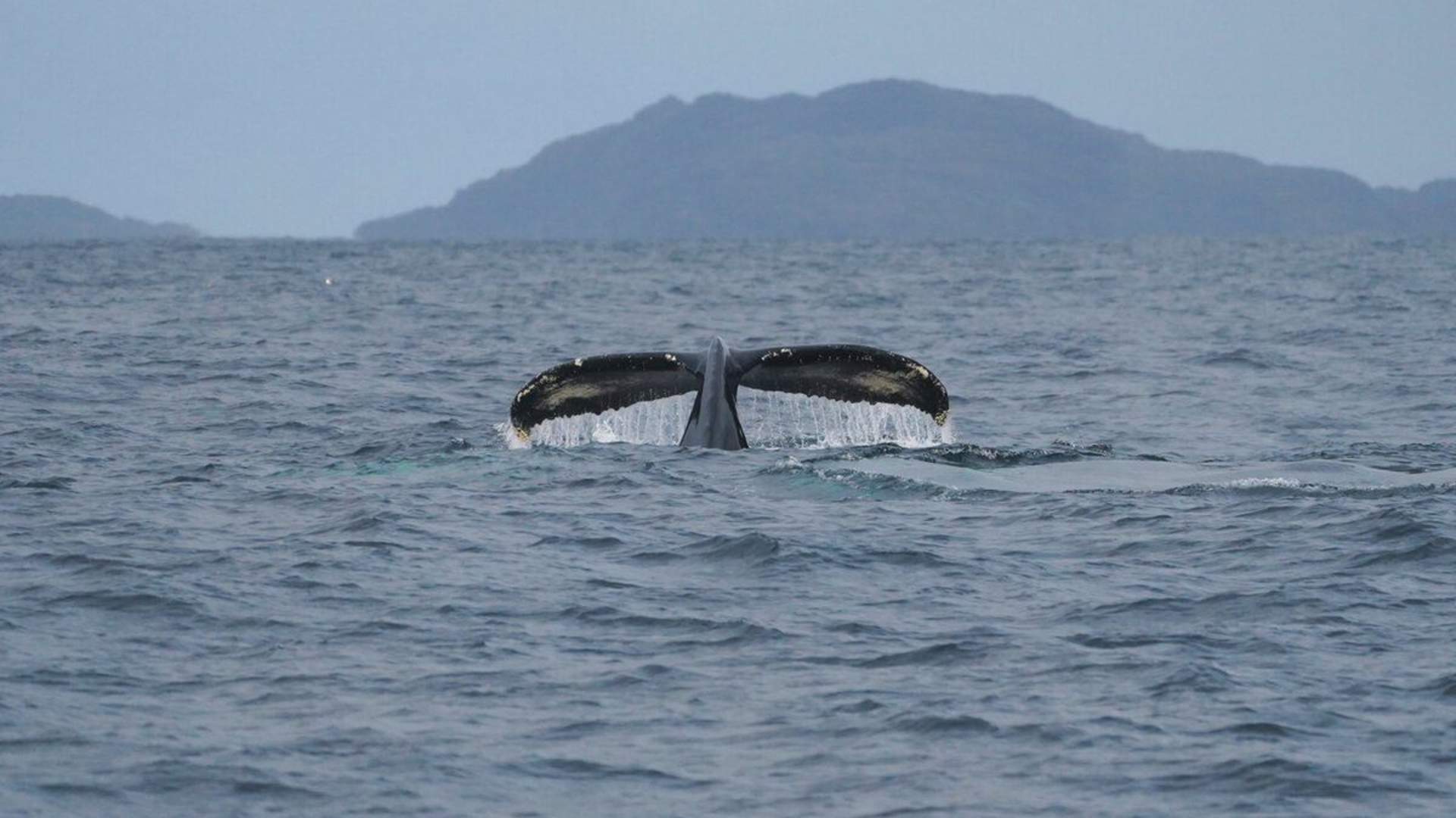 Whale & Arctic Wildlife Safari