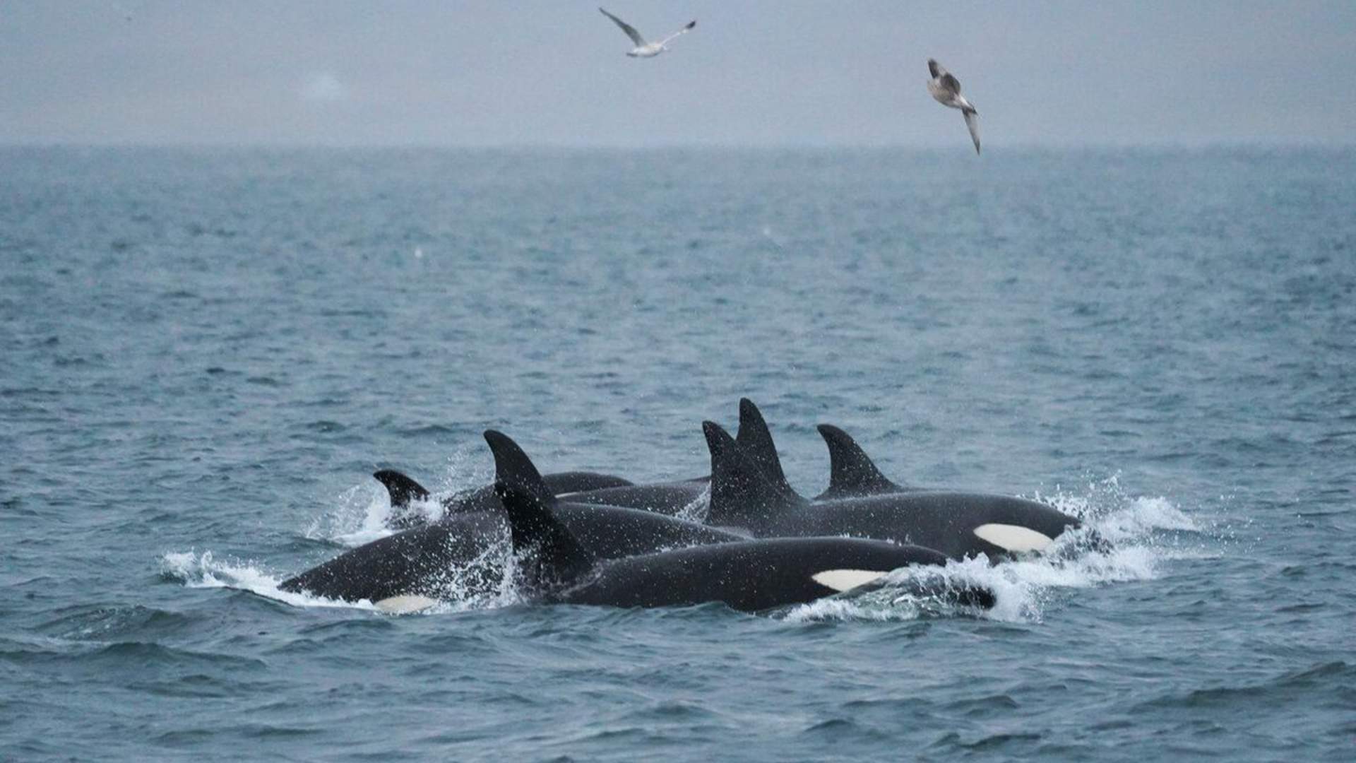 Whale & Arctic Wildlife Safari