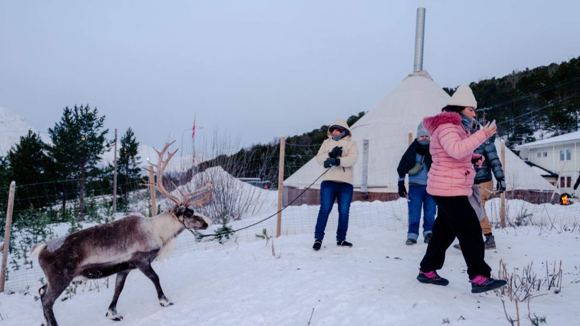 Reinsledekjøring i Skibotndalen - kveldstur med the Samiway