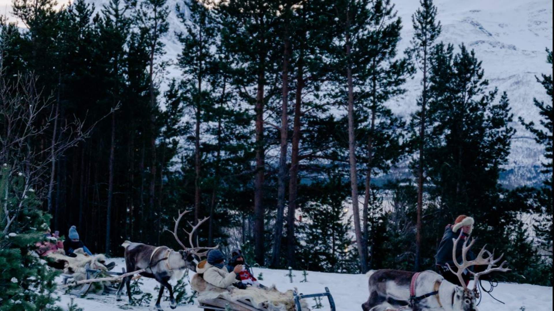 Reinsledekjøring i Skibotndalen - kveldstur med the Samiway