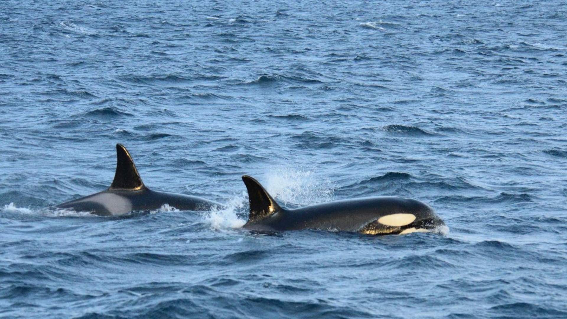 Whale Watching with scenic roadtrip