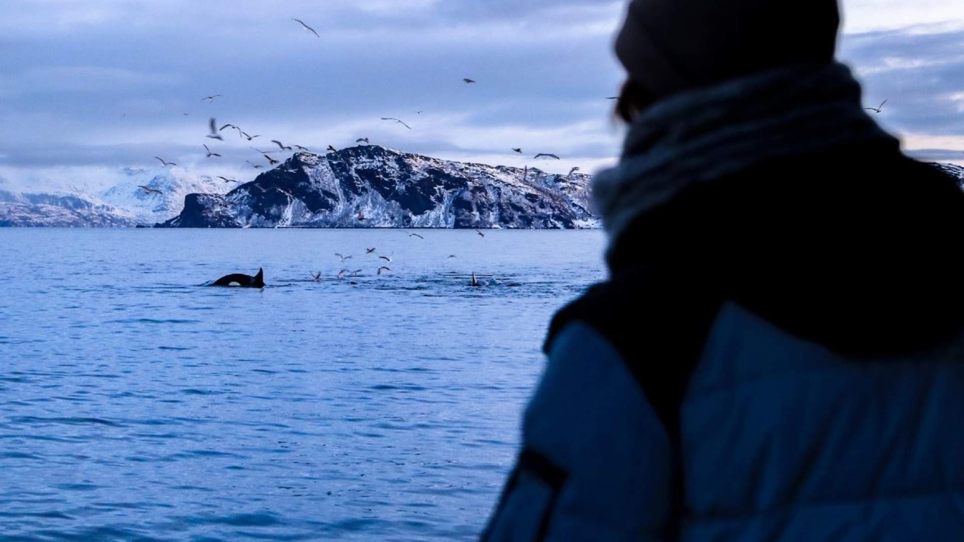 Whale Watching with scenic roadtrip