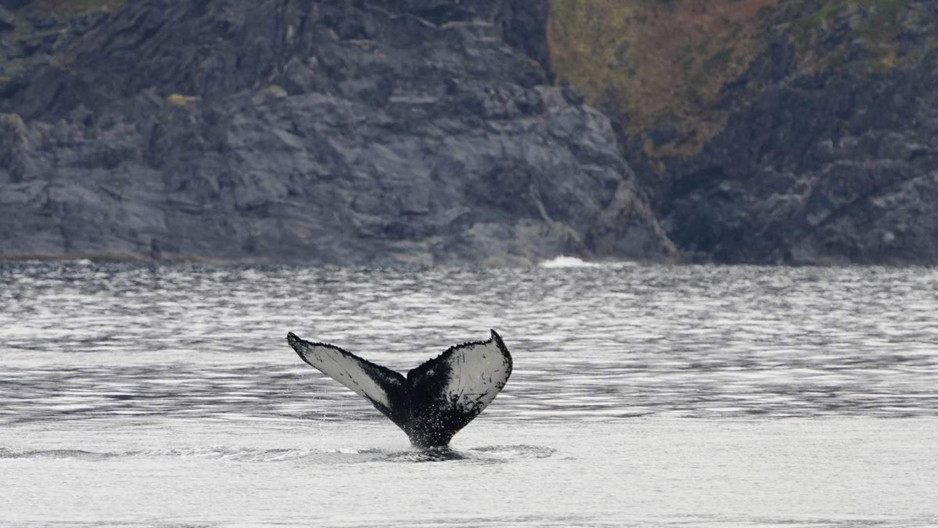Whale Watching with scenic roadtrip