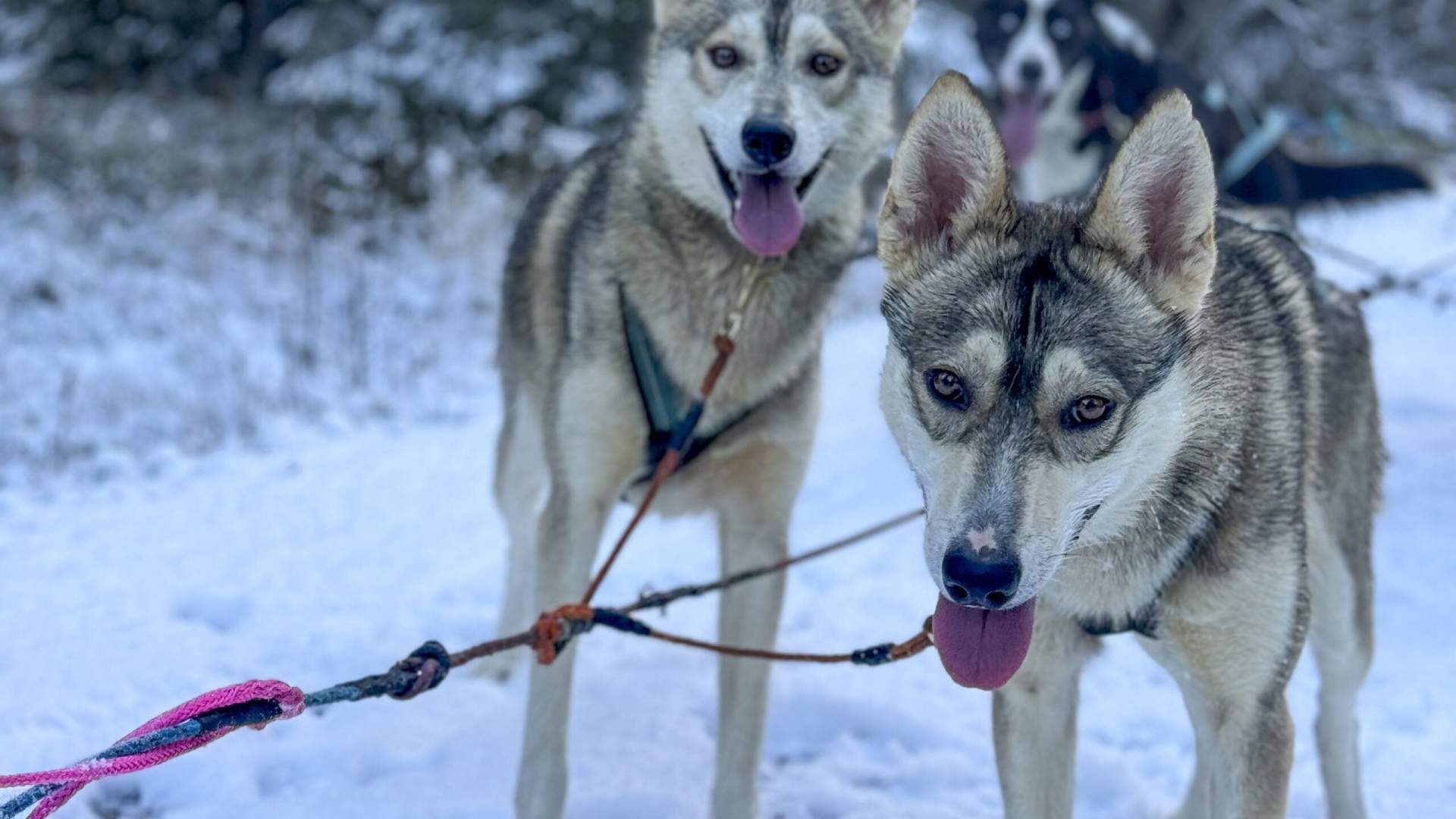Dog Sledding with Freke Wilderness