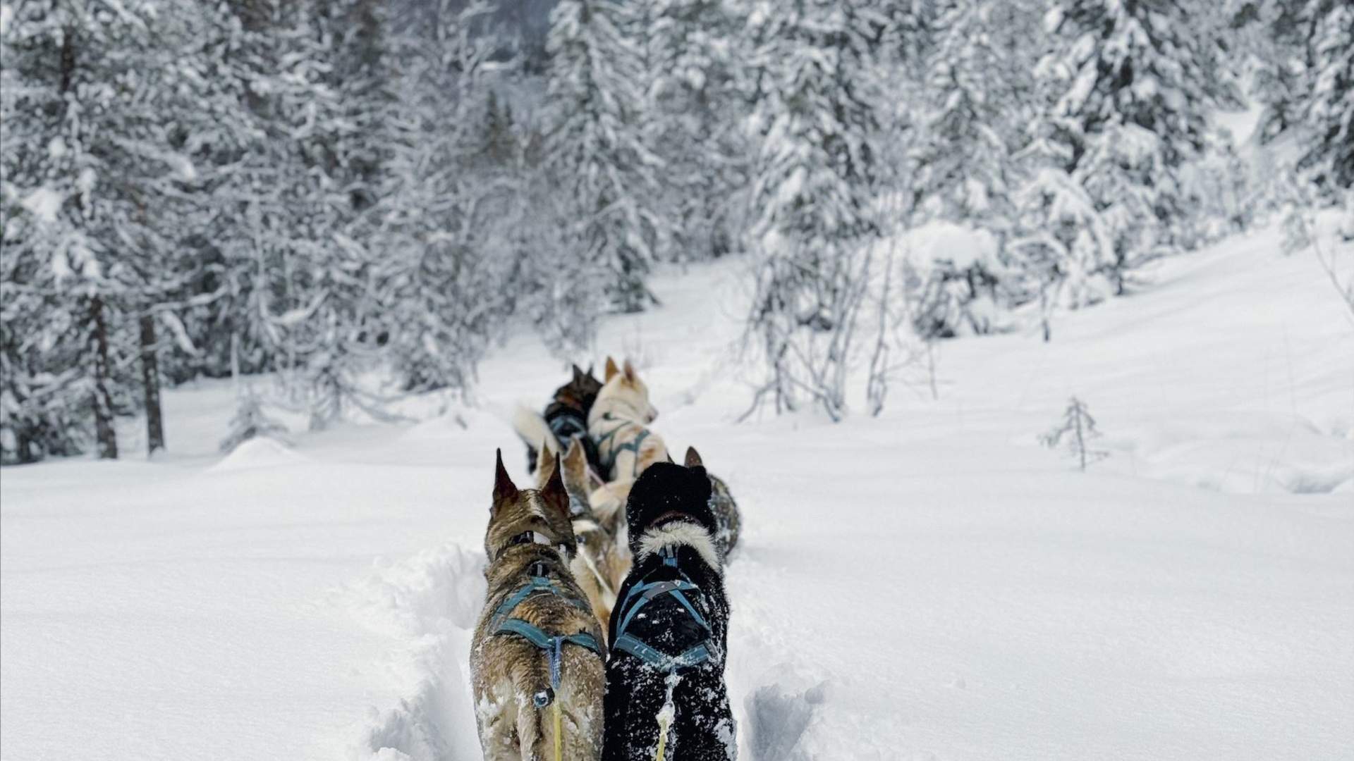 Dog Sledding with Freke Wilderness