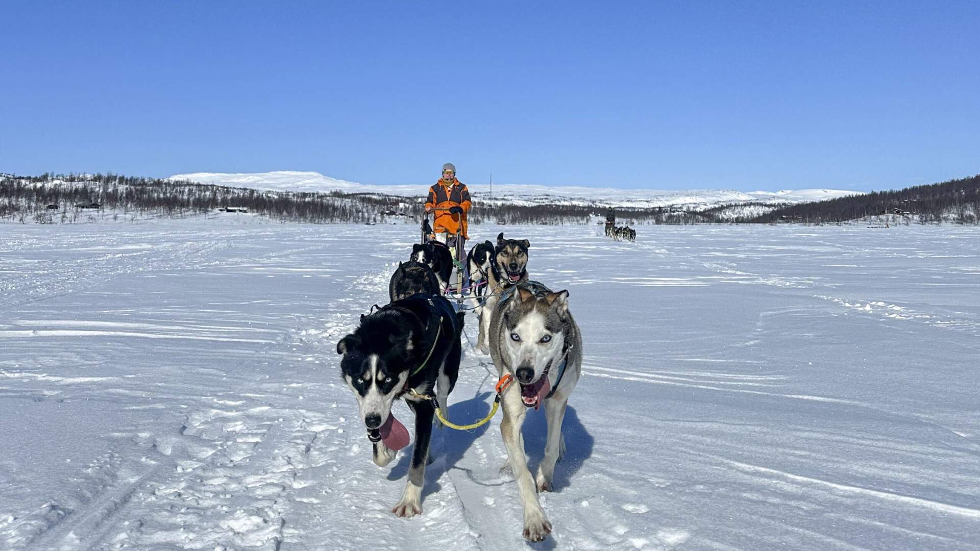 Dog Sledding with Freke Wilderness
