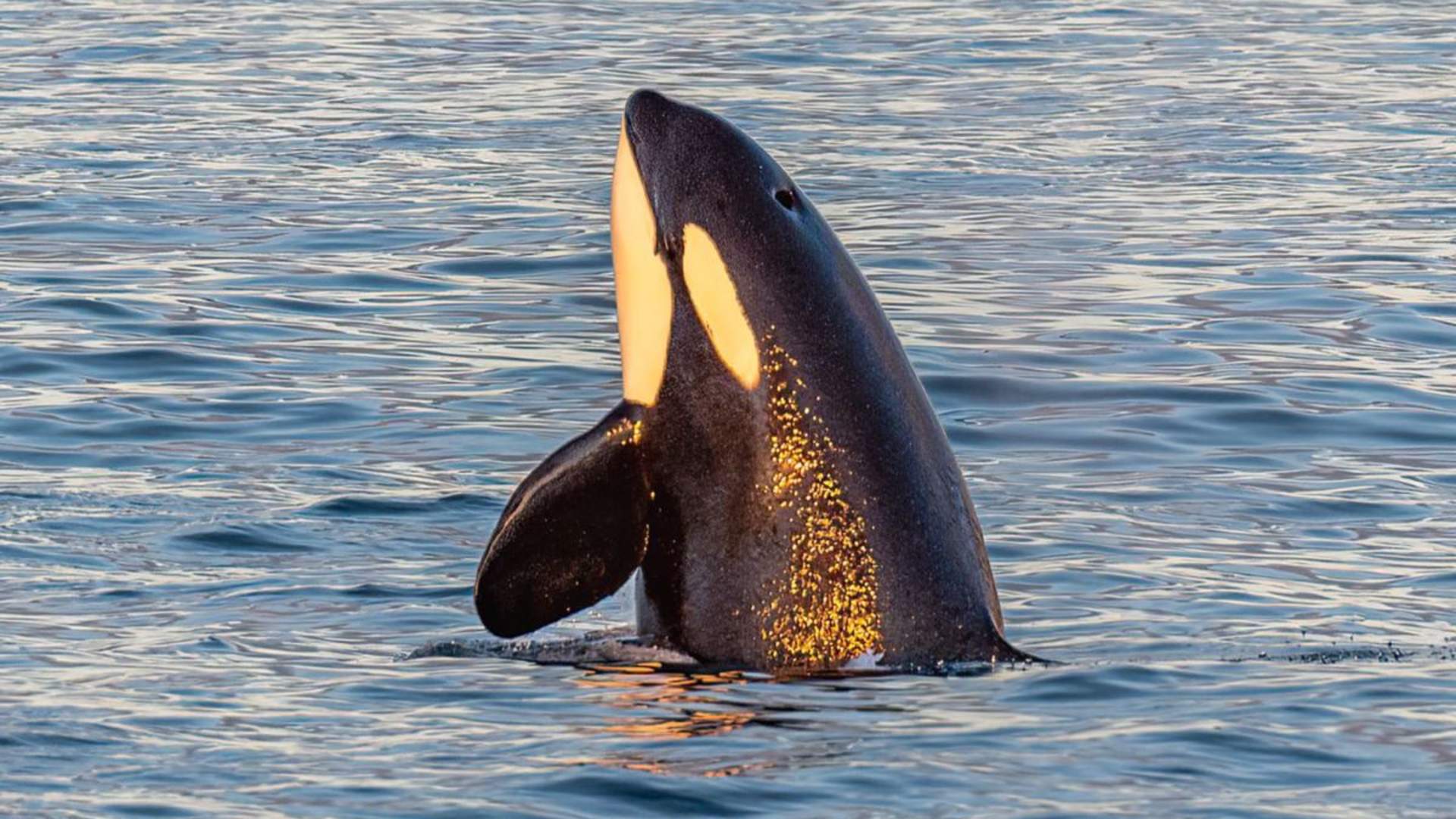 Responsible Whale Watching with Small Groups from Tromsø