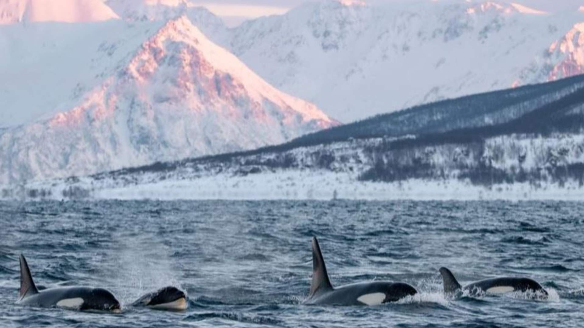 Responsible Whale Watching with Small Groups from Tromsø