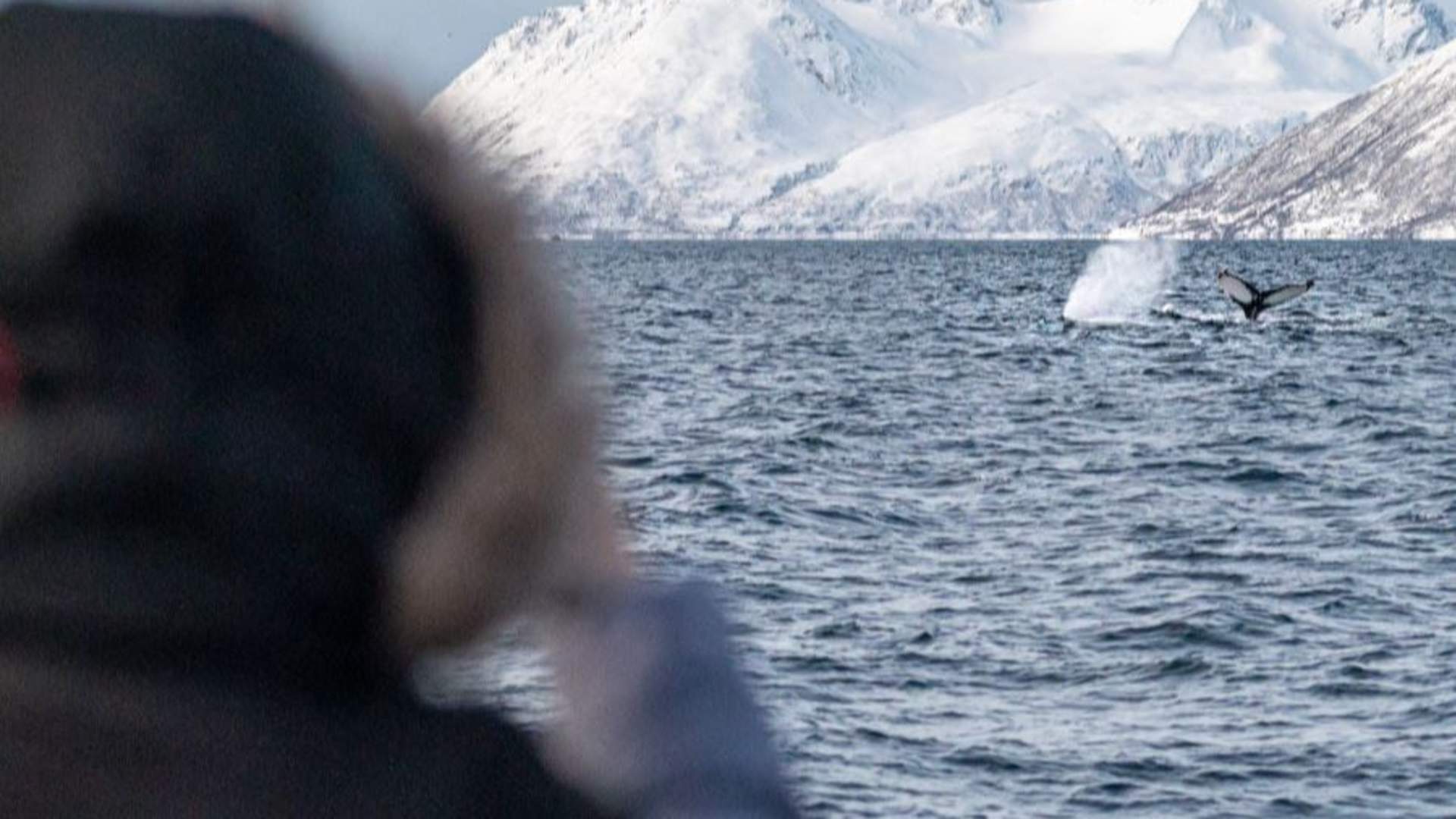 Responsible Whale Watching with Small Groups from Tromsø