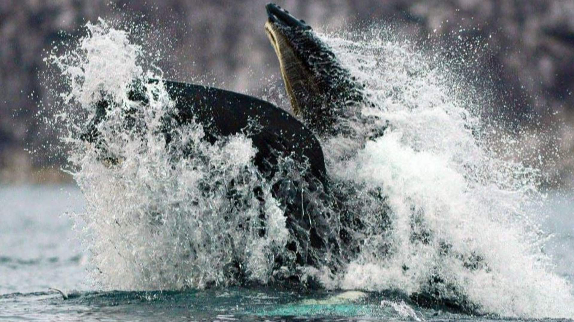 Responsible Whale Watching with Small Groups from Tromsø
