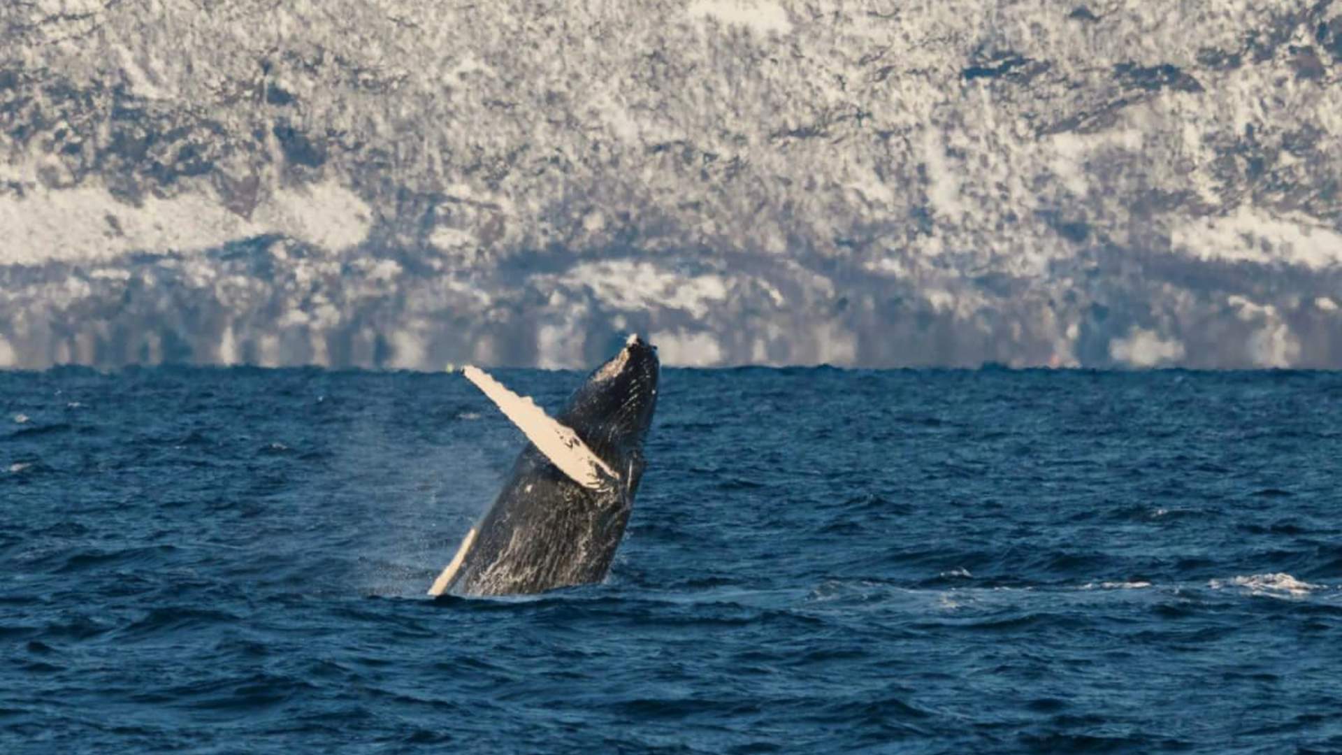 Silent Whale Watching with scenic roadtrip