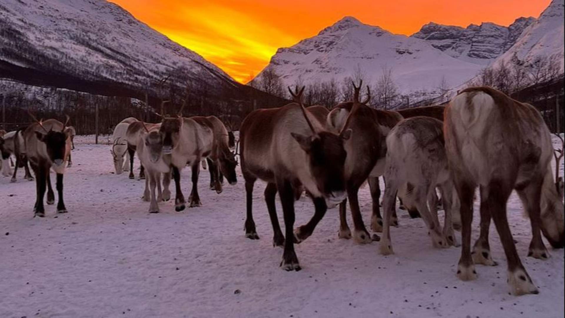 Sami-camp visit with a reindeer experience