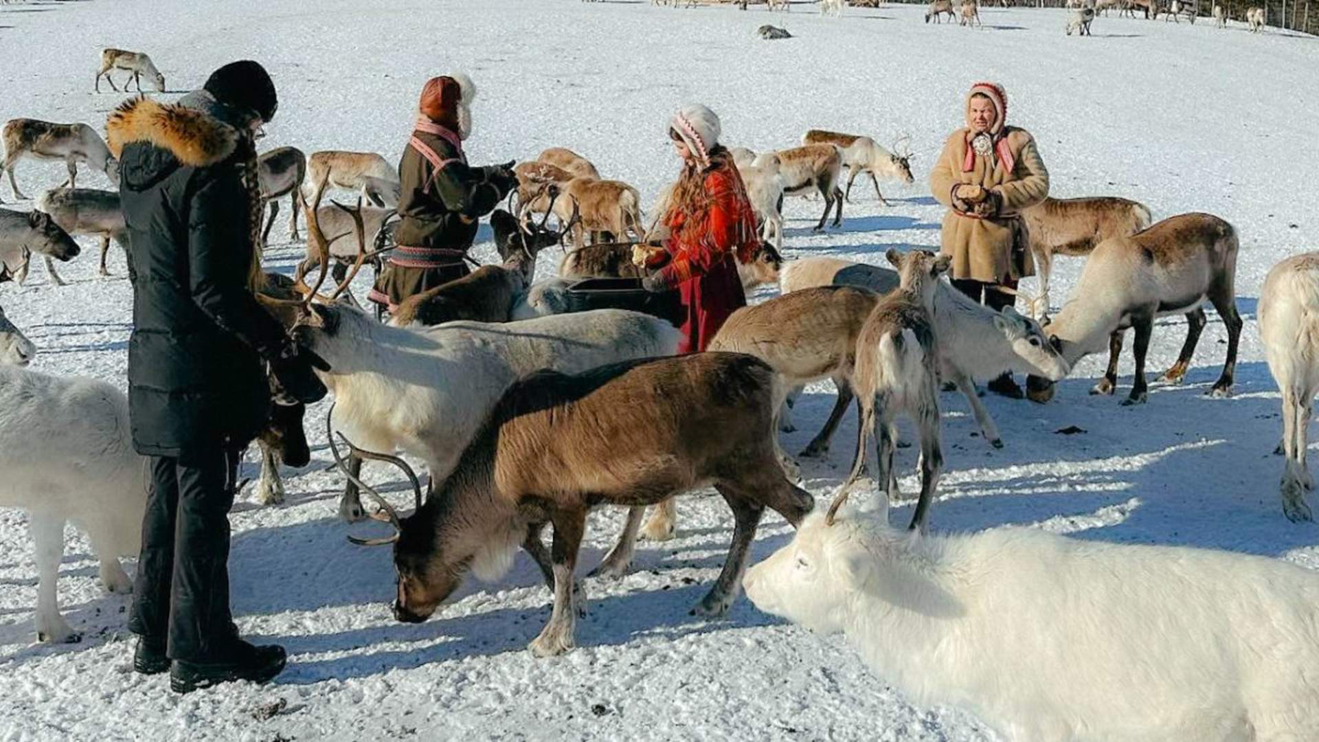 Sami-camp visit with a reindeer experience