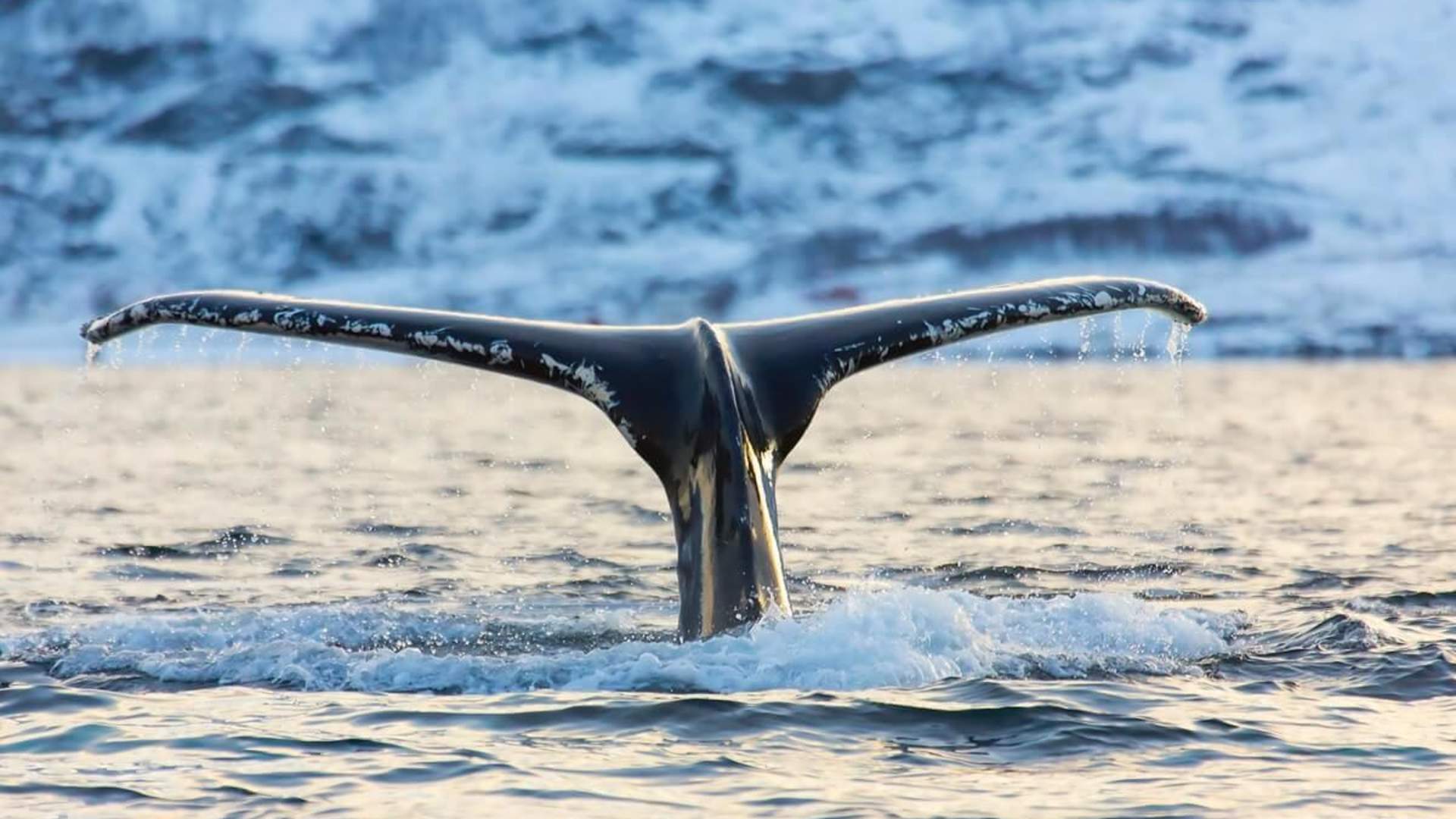 Discover Lyngen Experience: Your DMC in the Arctic