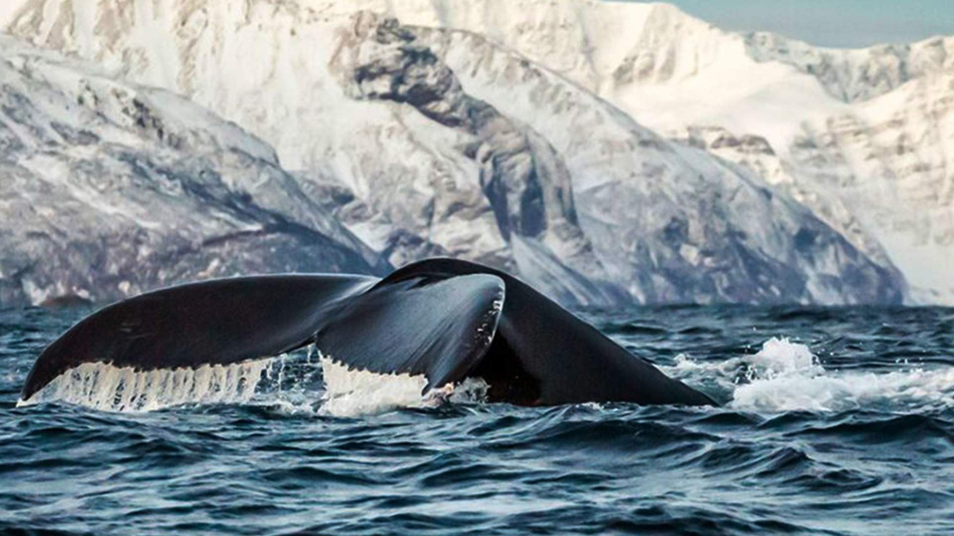 Whale Safari Arctic Panorama Lodge