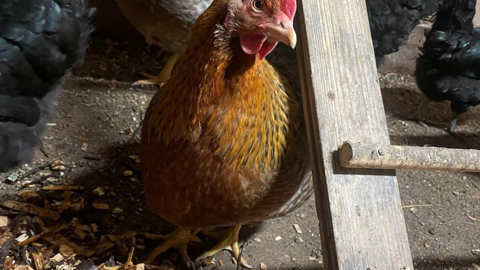 Farm visit with a guide