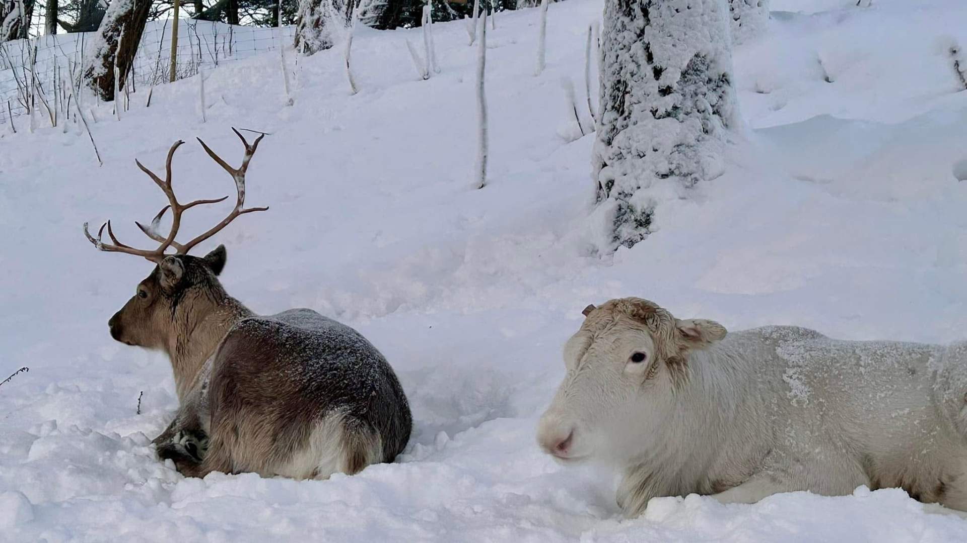 Saltfjell Sami Adventure