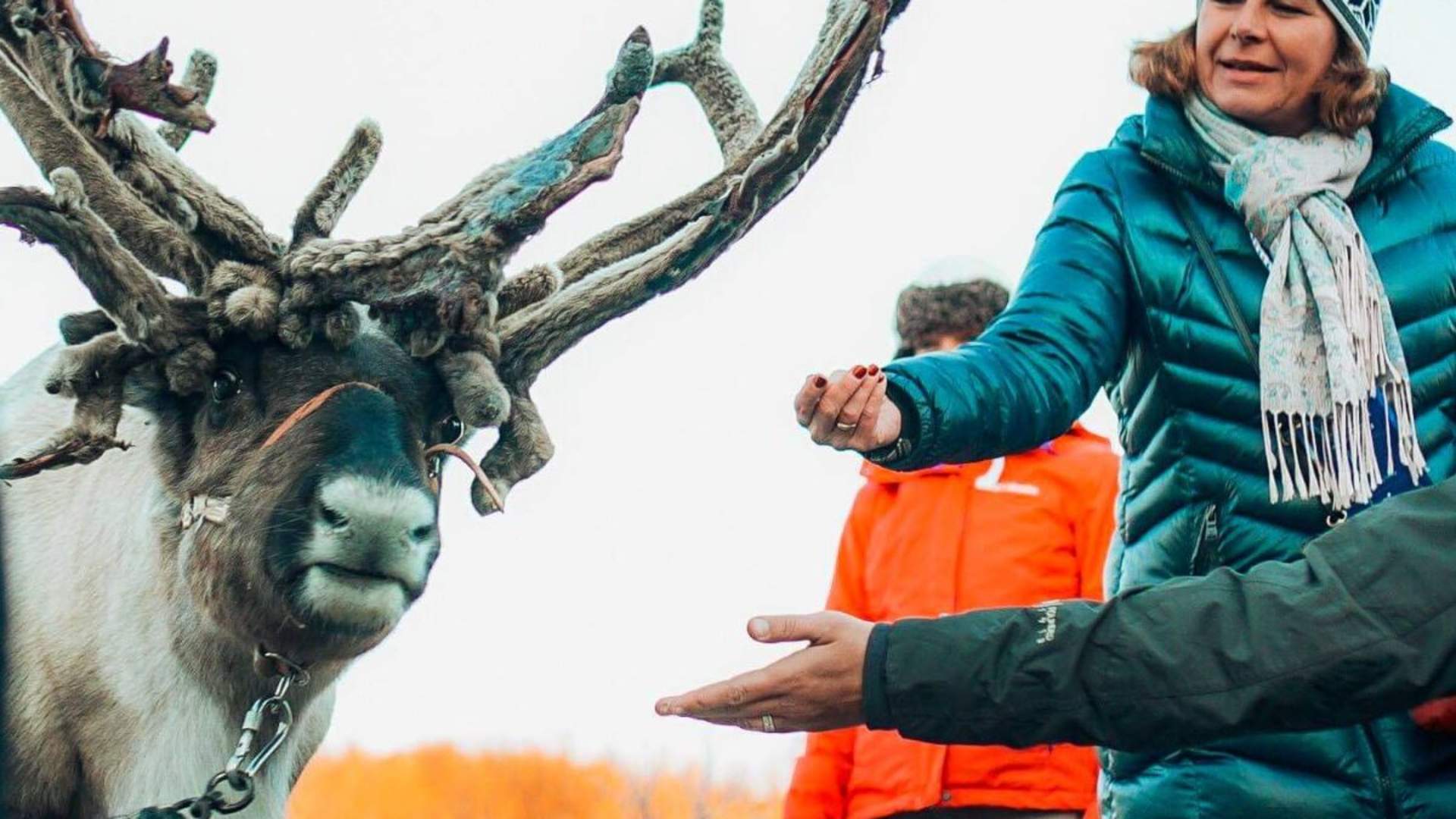 Sami experience included feeding reindeer