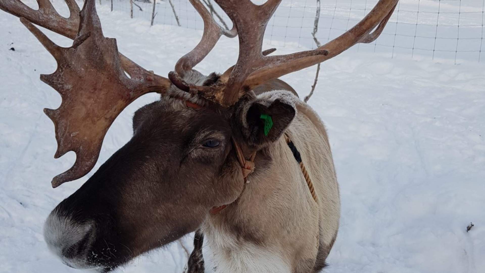 Sami experience included feeding reindeer