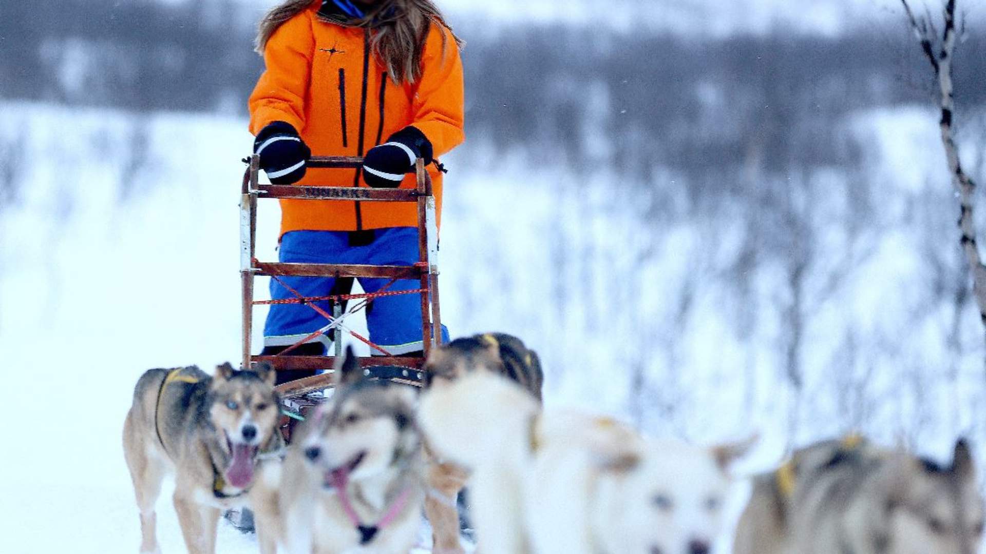Advanced Dog Sledding Midday &#8211; Excluding Transport