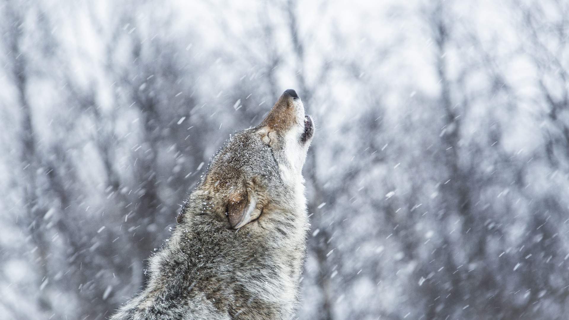 Polar Park
