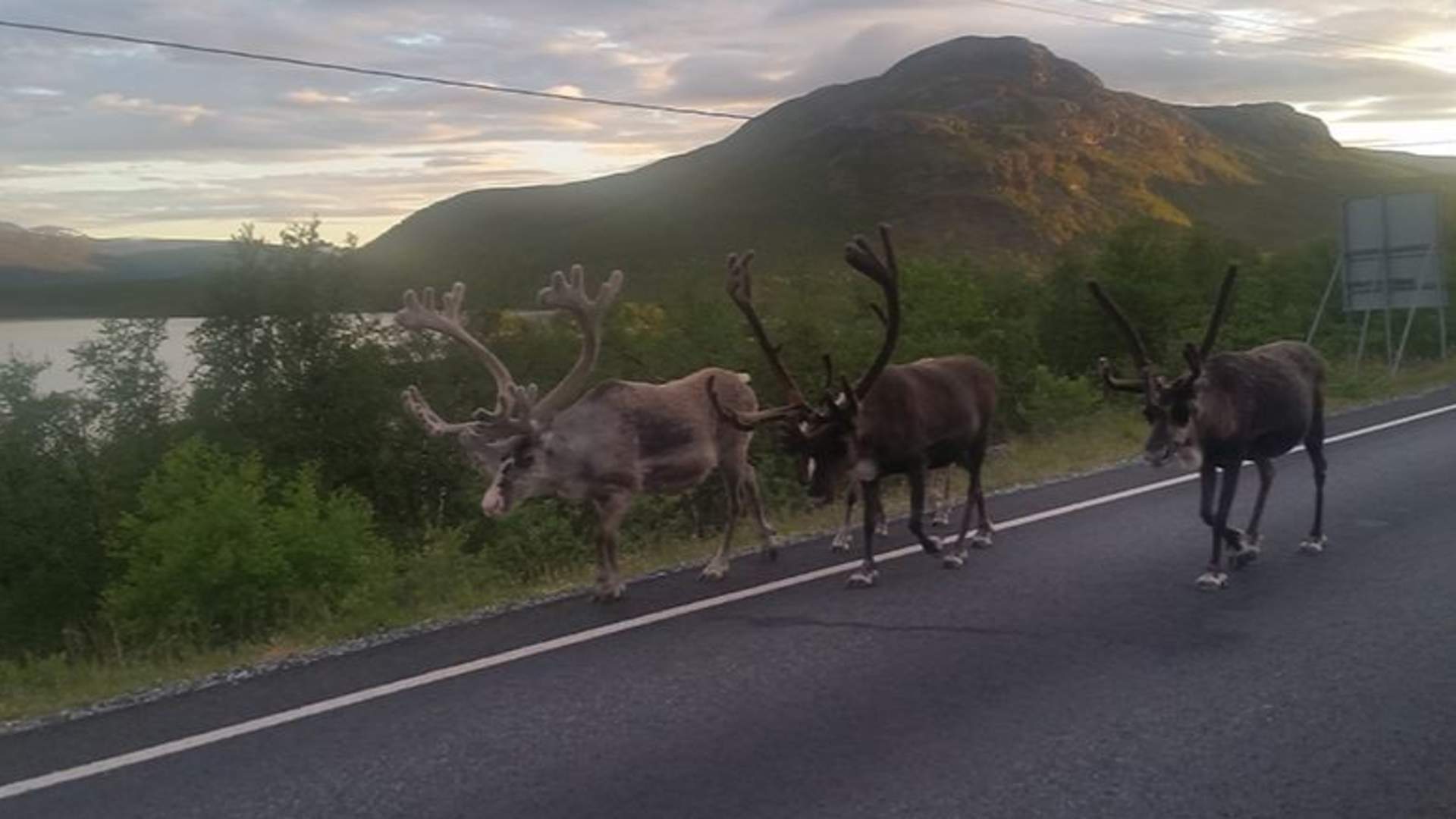 Minibus Tour: Fjords, Wildlife & Fishing