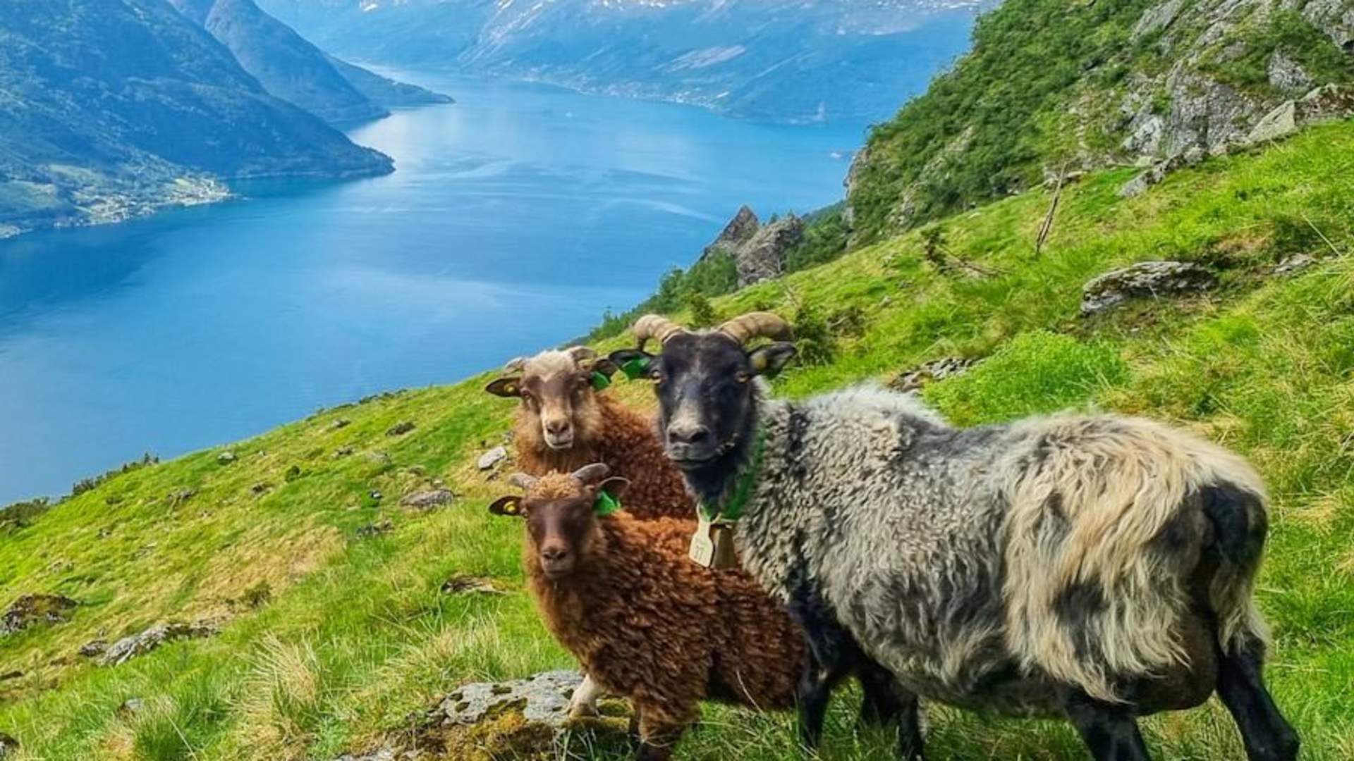 Oksenhalvøya, med Hardanger Fjellguide