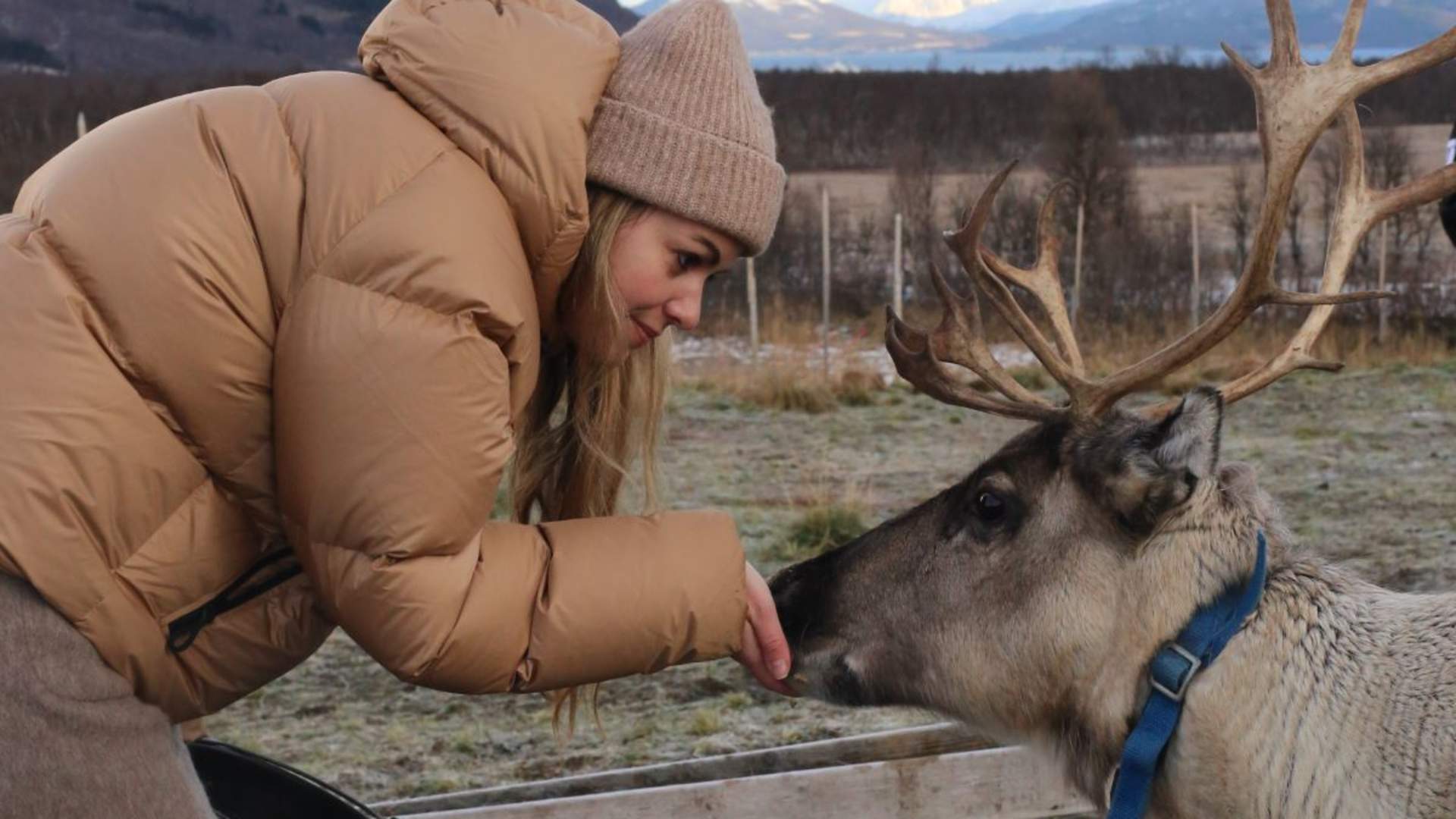 Reindeer Sledding and Sami Culture - 1pm departure