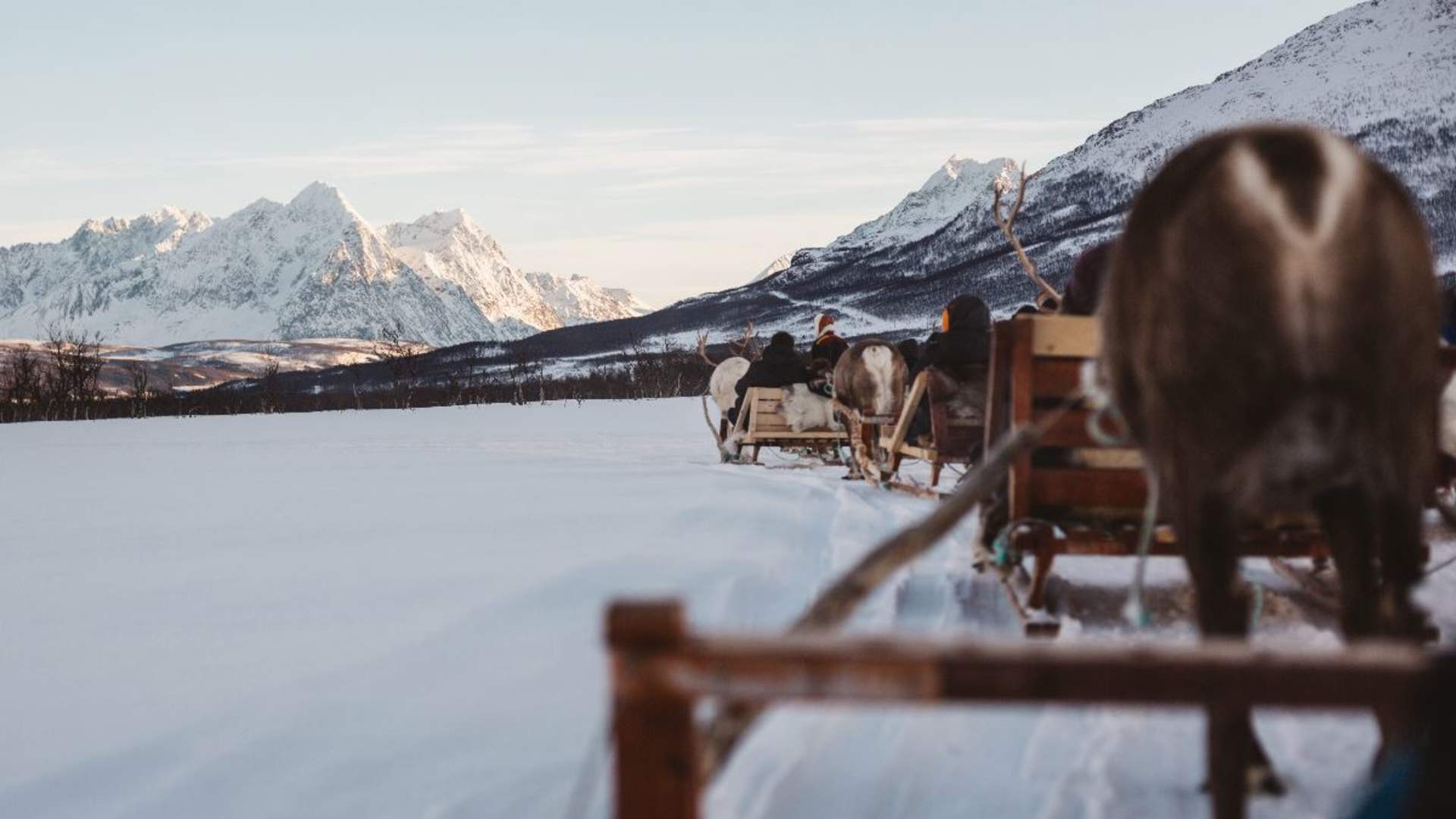 Reindeer Sledding and Sami Culture - 1pm departure