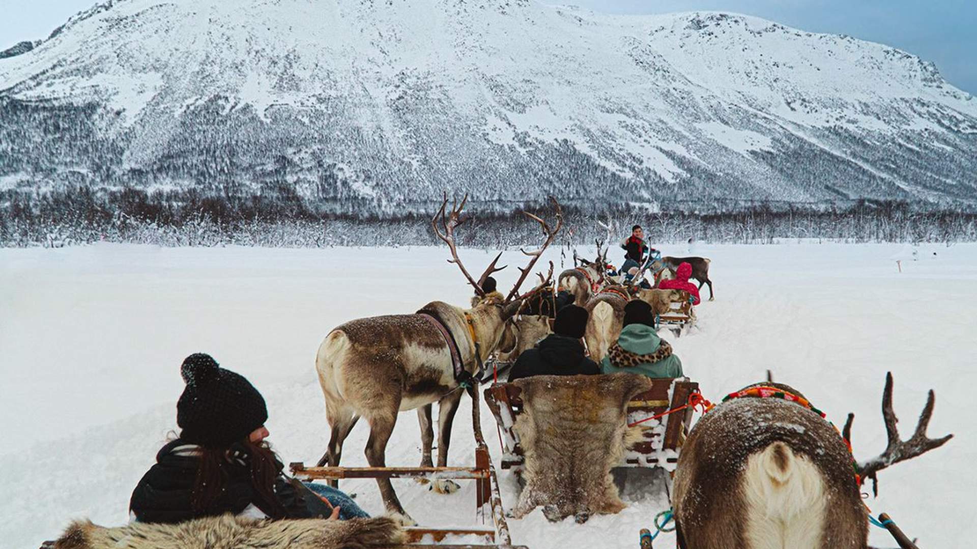 Reindeer Sledding and Sami Culture - 1pm departure